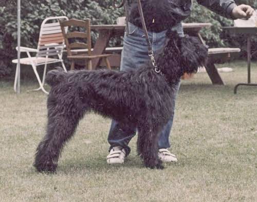 Bouvier SHIRDAN SONIA VAN ZEGEPOORT